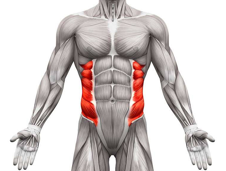 Deep core training: The role of the transverse abdominis